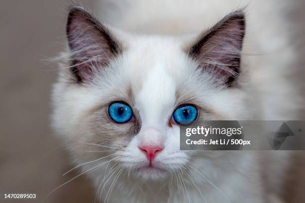 close-up portrait of white cat,auckland,new zealand - cat with blue eyes stock pictures, royalty-free photos & images