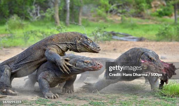 komodo island nature tourism is so beautiful,komodo,indonesia - komodo dragon stock pictures, royalty-free photos & images