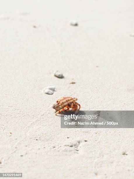 close-up of crab on sand at beach,maldives - hermit crab stock pictures, royalty-free photos & images