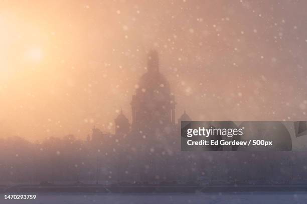 trees in foggy weather,st petersburg,russia - architecture russia bildbanksfoton och bilder