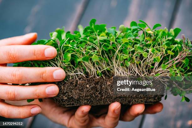 microgreens grown by young woman - microvegetal imagens e fotografias de stock