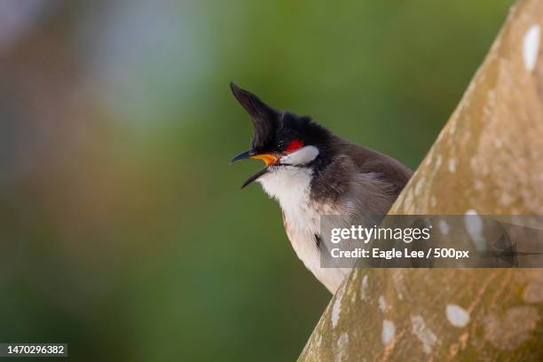 close-up of passerine tropical songbird perching on tree,tsing yi park,hong kong - bulbuls stock pictures, royalty-free photos & images