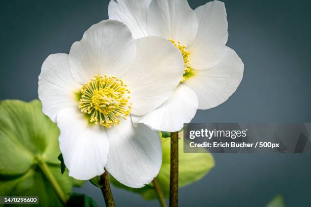 close-up of white flowering plant,kreuzlingen,switzerland - ranunculus bildbanksfoton och bilder