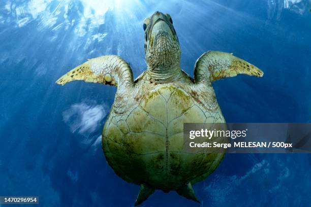 high angle view of turtle swimming in sea,mayotte - mayotte bildbanksfoton och bilder