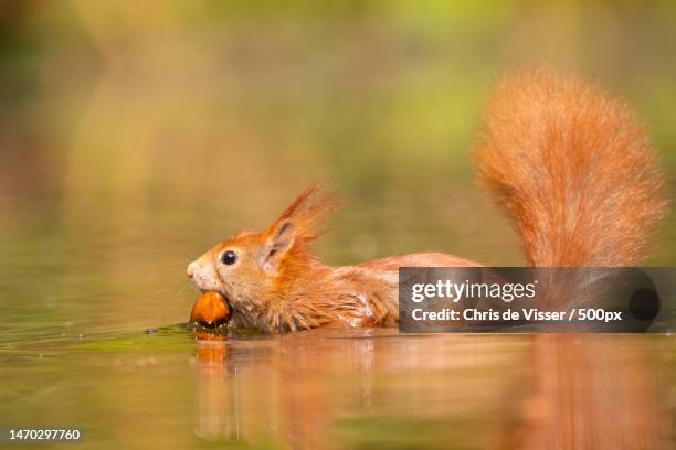 close-up of squirrel eating food in lake,drunen,netherlands - viser stock pictures, royalty-free photos & images