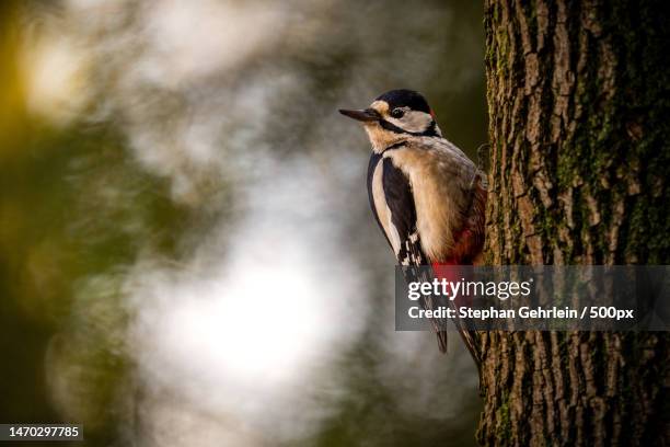 close-up of woodpecker perching on tree trunk,karlsruhe,germany - specht stock-fotos und bilder
