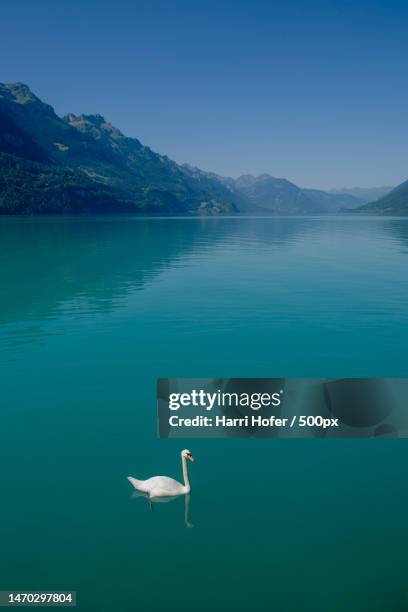 high angle view of swan swimming in lake,brienzersee,switzerland - swan photos et images de collection