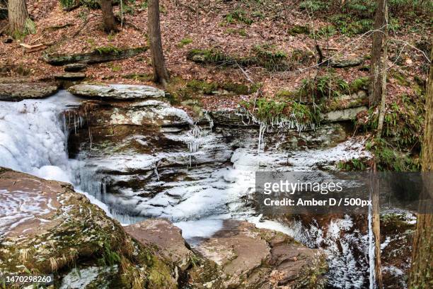scenic view of stream flowing through rocks in forest,ricketts glen state park,united states,usa - ricketts glen state park stock pictures, royalty-free photos & images
