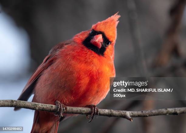 Cardinal Sitting 1,602 Sitting Cardinal Stock Photos, High-Res Pictures, and Images ...