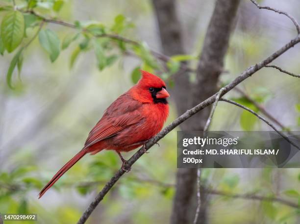 Cardinal Sitting 1,602 Sitting Cardinal Stock Photos, High-Res Pictures, and Images ...