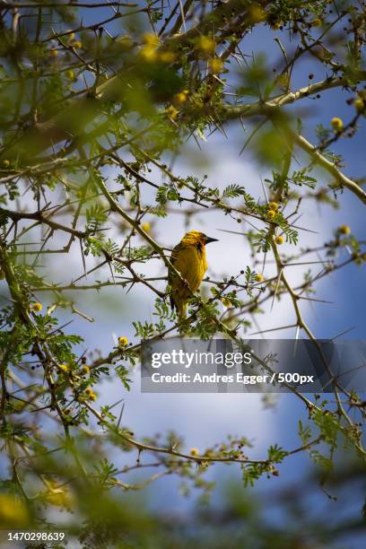 low angle view of weavermasked weaver bird perching on tree - masked weaver bird stock pictures, royalty-free photos & images