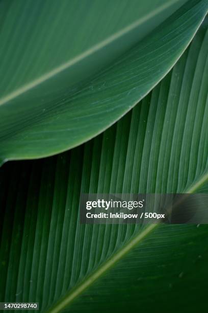 full frame shot of palm leaves - bananenblatt stock-fotos und bilder