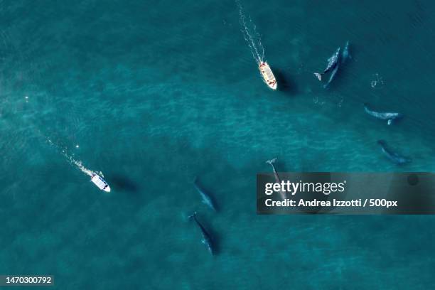 aerial view of a group of sailing boats - baja california peninsula stock pictures, royalty-free photos & images