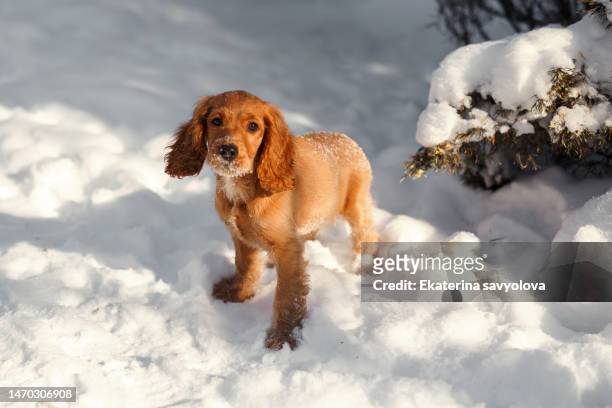 spaniel runs in the snow. - cocker spaniel stock pictures, royalty-free photos & images