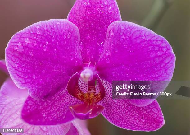 close-up of pink orchids,brazil - rosa flor stock pictures, royalty-free photos & images