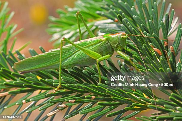 close-up of grasshopper on plant,france - colibrí de pico espada fotografías e imágenes de stock