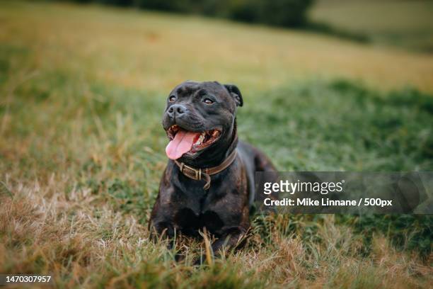 portrait of staffordshire bull terrier sticking out tongue while sitting on grassy field,castleton,hope valley,united kingdom,uk - staffordshire bull terrier stock pictures, royalty-free photos & images