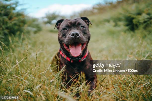 portrait of staffordshire bull terrier sticking out tongue while standing on grassy field,salcombe,united kingdom,uk - staffordshire bull terrier stock pictures, royalty-free photos & images