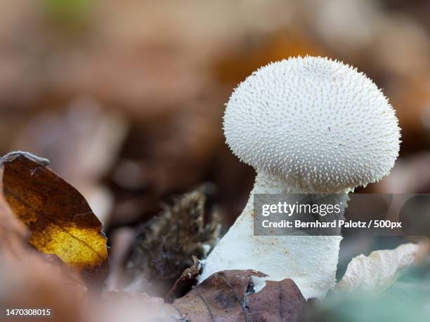 close-up of mushroom growing on field,mettmann,germany - close up of mushroom growing outdoors stock pictures, royalty-free photos & images