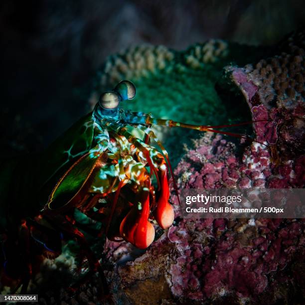 close-up of crab in sea,puerto galera,oriental mindoro,philippines - mantis shrimp stock pictures, royalty-free photos & images