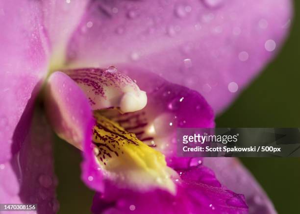 close-up of wet pink rose flower,palm city,florida,united states,usa - fuchsia orchids stock pictures, royalty-free photos & images