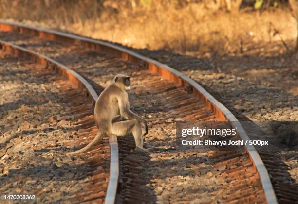 high angle view of railroad track,gir national park,gujarat,india - gir forest national park stock pictures, royalty-free photos & images