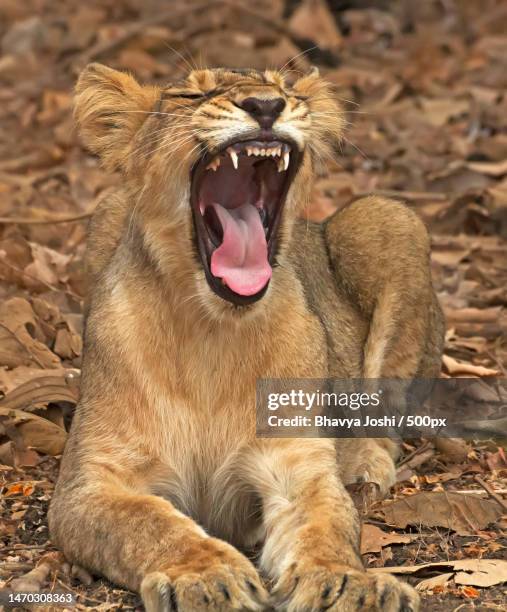 close-up of lion yawning while sitting on field,gir national park,gujarat,india - ギールフォーレスト国立公園 ストックフォトと画像