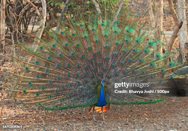 close-up of peahen on field,gir national park,gujarat,india - gir forest national park stock pictures, royalty-free photos & images