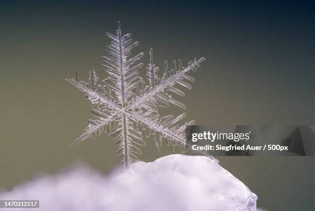 close-up of frozen plant against sky,zell am ziller,austria - ice crystal stock pictures, royalty-free photos & images