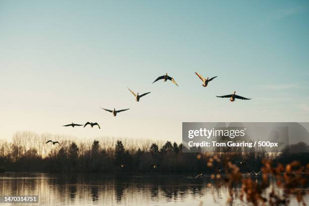 silhouette of birds flying over lake against sky during sunset - volant photos et images de collection