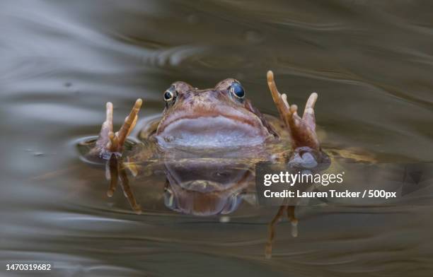 close-up portrait of common frog swimming in lake,bath,united kingdom,uk - anura foto e immagini stock