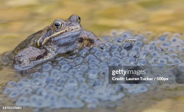 close-up of common frog in water,bath,united kingdom,uk - カエルの卵 ストックフォトと画像