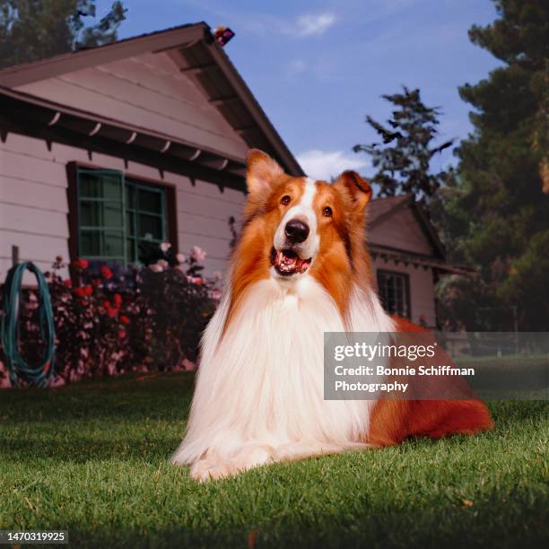 Celebrity dog Lassie lays on a lawn in front of a pink house in Los Angeles in 1988.