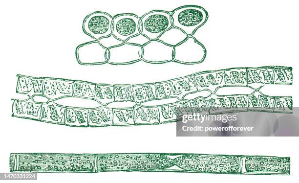 plasmodesma in plant cells - 19th century - plasmodesmata stock illustrations