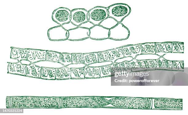 plasmodesma in plant cells - 19th century - biological process stock illustrations