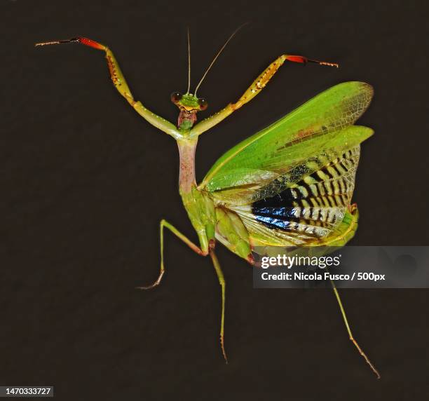 Mantis Wing Insect 208 Praying Mantis Wings Stock Photos, High-Res Pictures, and Images ...