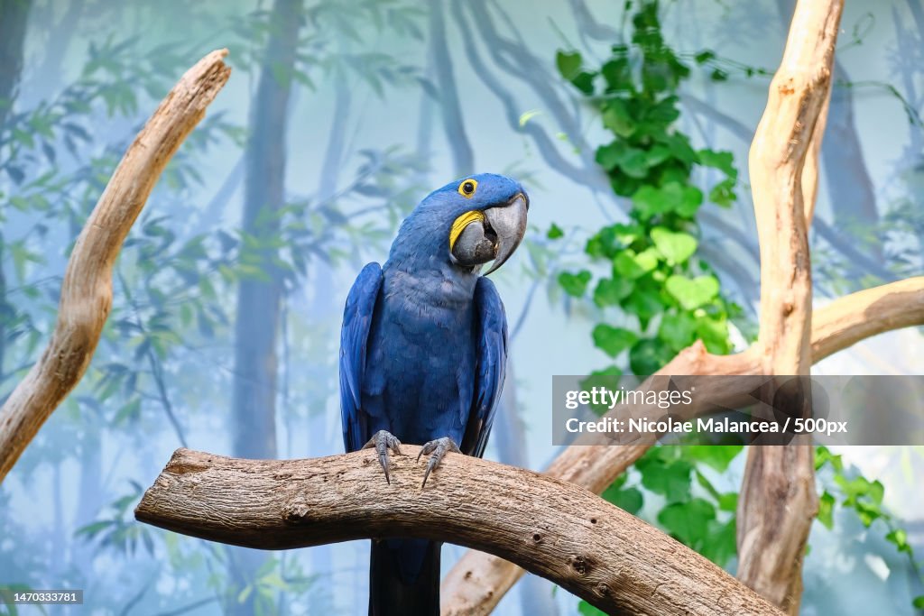 Close-up of a hyacinth blue macaw parrot on tree branch in zoo