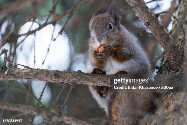 close-up of american red gray squirrel on branch,russia - american red squirrel stock pictures, royalty-free photos & images