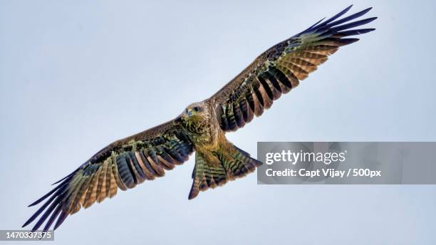 low angle view of red kite of prey flying against clear sky,rajamahendravaram,andhra pradesh,india - 翼を広げる ストックフォトと画像