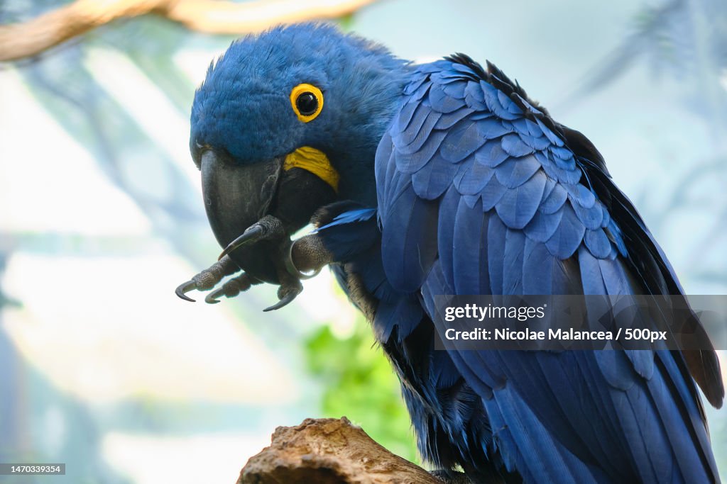 Close-up of a hyacinth blue macaw parrot