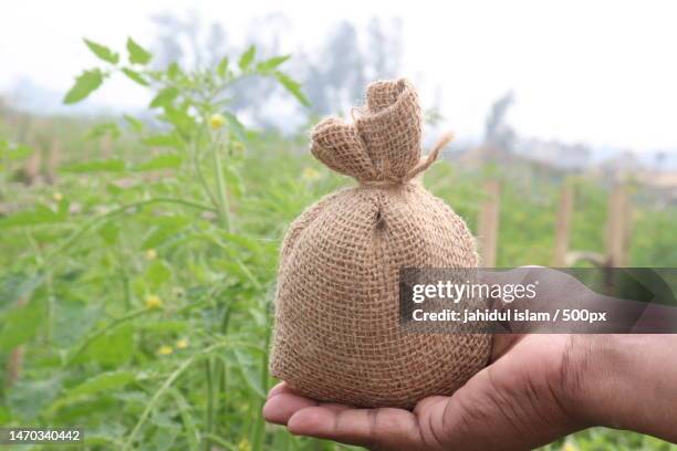 cropped hand holding sack on jute,bangladesh - jute stock pictures, royalty-free photos & images