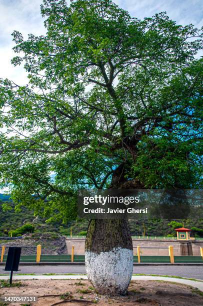 dique el jumeal, catamarca, argentina. ceiba insignis (drunk stick, palo borracho) and viewpoint. - borracho foto e immagini stock