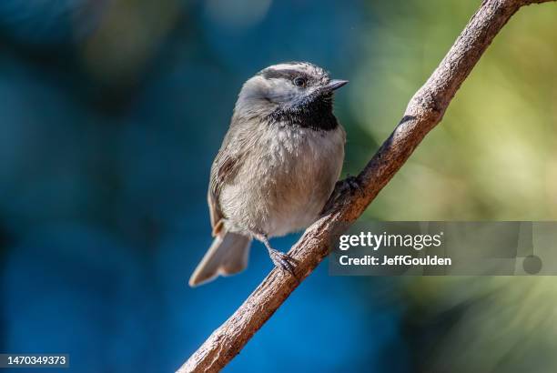 chickadee de montaña encaramado en una rama - arizona bird fotografías e imágenes de stock