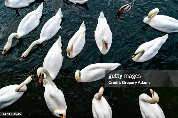 looking down on swans on lake zurich - schwan stock-fotos und bilder