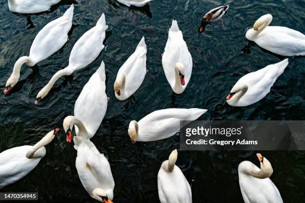 looking down on swans on lake zurich - lake zurich switzerland stock pictures, royalty-free photos & images