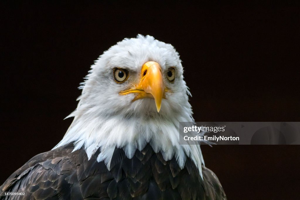 Bald Eagle Close-up