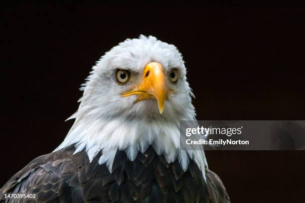 bald eagle close-up - duncan bc stock pictures, royalty-free photos & images