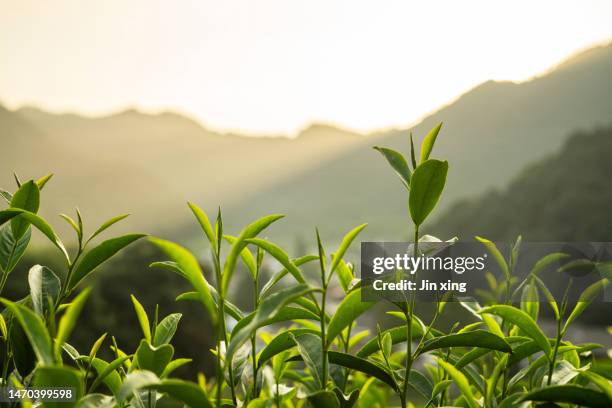 beautiful longjing tea garden - thee gewas stockfoto's en -beelden