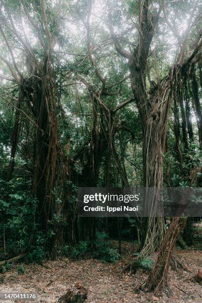 banyan trees, okinawa, japan - strangler fig tree stock pictures, royalty-free photos & images