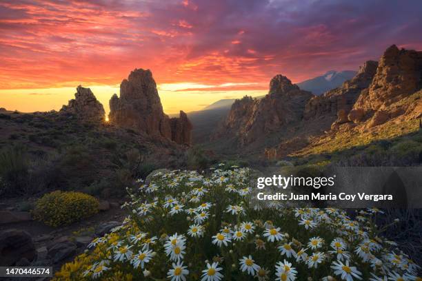 sunset at the volcanic pipe of the cathedral, roques de garcia, el teide national park, tenerife, canary islands, spain - el teide national park stock pictures, royalty-free photos & images